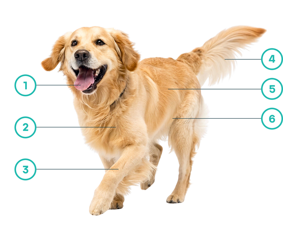 Golden Retriever running